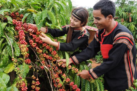 Bản tin nông sản hôm nay (19-8): Giá cà phê tăng mạnh, giá hồ tiêu ổn định