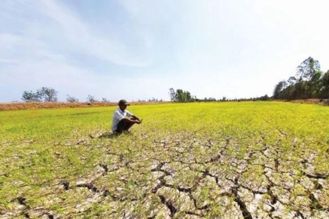El Nino dự báo rất mạnh: Phòng chống hạn hán, xâm nhập mặn theo kịch bản rủi ro rất cao