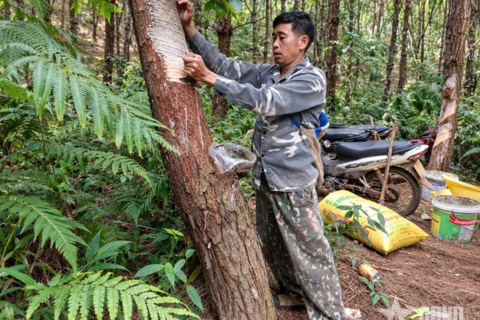 Khơi nguồn sinh kế từ rừng