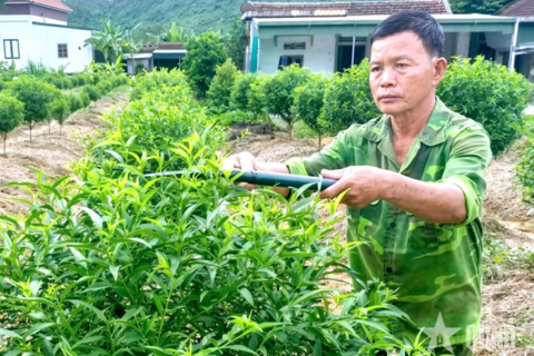 Cựu chiến binh "bén duyên" trồng đào