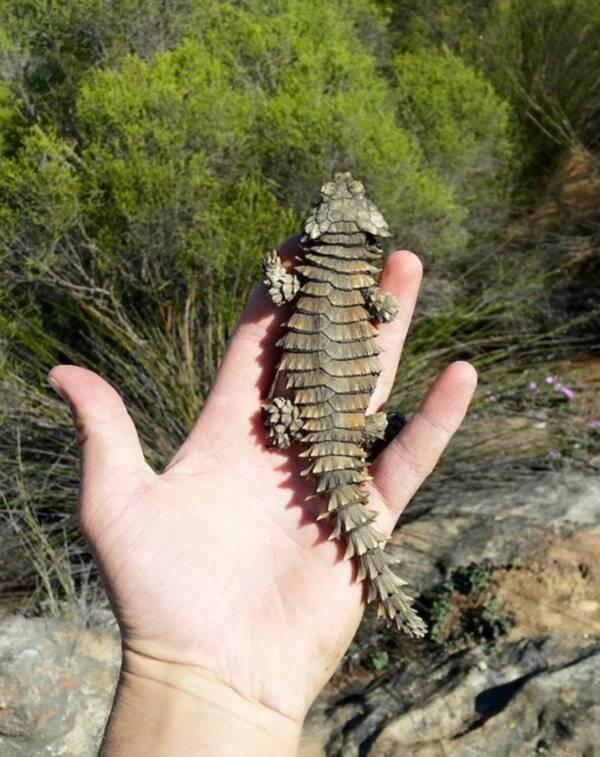 Thằn lằn Armadillo, loài rồng bên ngoài đời thực - Ảnh 8. Thằn lằn Armadillo, loài rồng bên ngoài đời thực - Ảnh 8.