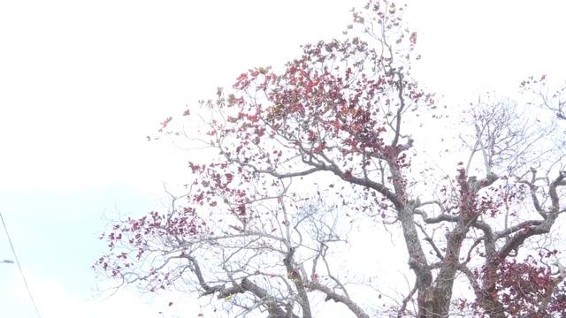 Côn Đảo: Đẹp thơ mộng, ngỡ ngàng mùa Bàng thay lá - Ảnh 1.
