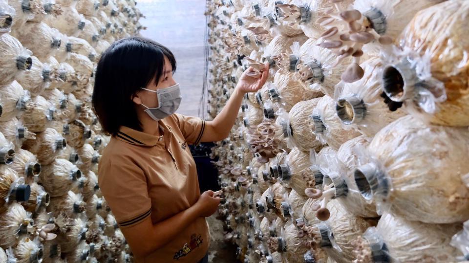 M&ocirc; h&igrave;nh trồng nấm hữu cơ mang lại gi&aacute; trị kinh tế cao tại huyện S&oacute;c Sơn. Ảnh: T&ugrave;ng Nguyễn.