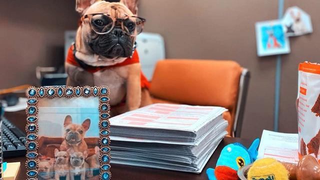 Kỳ lạ thị trấn suốt 20 năm bầu cử chó làm thị trưởng, riêng kết quả bỏ phiếu mới nhất lại gây bất ngờ - Ảnh 2. Kỳ lạ thị trấn suốt 20 năm bầu cử chó làm thị trưởng, riêng kết quả bỏ phiếu mới nhất lại gây bất ngờ - Ảnh 2.