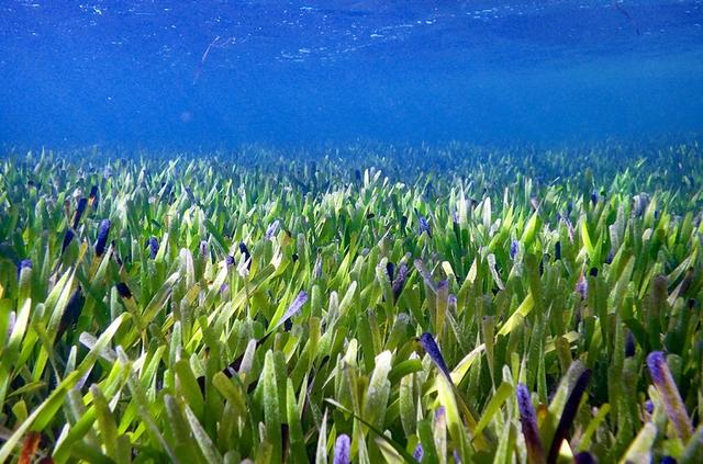 Úc: cá thể thực vật lớn nhất thế giới đã già 4.500 tuổi, phủ vùng nước rộng gấp 40 lần Hồ Tây - Ảnh 1. Úc: cá thể thực vật lớn nhất thế giới đã già 4.500 tuổi, phủ vùng nước rộng gấp 40 lần Hồ Tây - Ảnh 1.