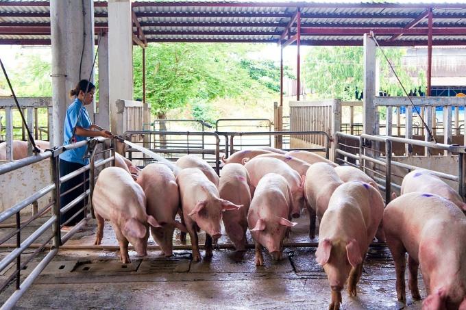 Giá heo hơi hôm nay 24/6: Có nơi tăng 4.000 đồng/kg