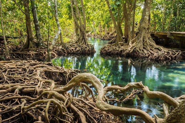 Rừng ngập mặn có ý nghĩa gì đối với hành tinh của chúng ta? - Ảnh 1.