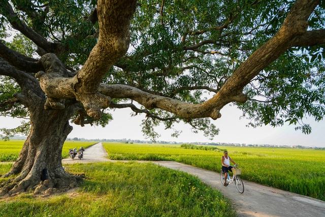 Khám phá điểm check-in siêu đẹp tại cây muỗm hơn 600 năm tuổi tại Bắc Ninh - Ảnh 6.