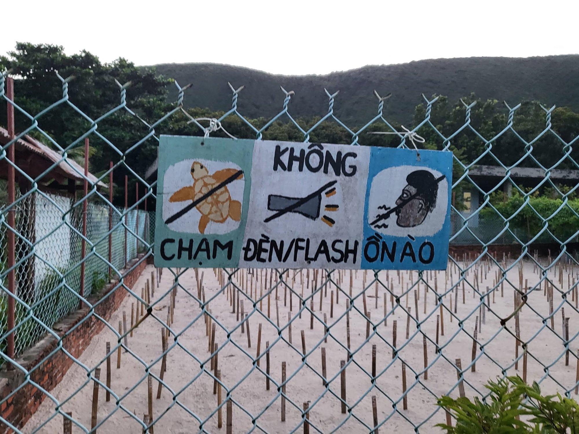 Độc đáo du lịch Côn Đảo mùa rùa biển đẻ trứng - Ảnh 6. Độc đáo du lịch Côn Đảo mùa rùa biển đẻ trứng - Ảnh 6.