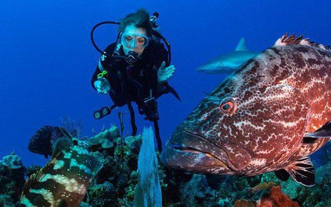 'Nữ hoàng đại dương' Sylvia Earle: U90 vẫn miệt mài bảo vệ môi trường dưới nước