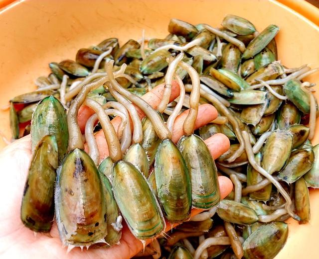 Đặc sản chân dài ở Kiên Giang, được ví như thuốc bổ nên giá 250 nghìn/kg vẫn rất hút khách - Ảnh 1. Đặc sản chân dài ở Kiên Giang, được ví như thuốc bổ nên giá 250 nghìn/kg vẫn rất hút khách - Ảnh 1.