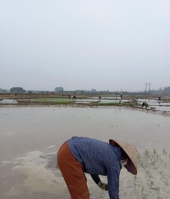 thuê cấy, học đại học, giới trẻ