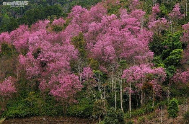 Sắc hoa rực rỡ, ngập tràn khắp hang cùng ngõ hẻm trên cả nước - Ảnh 38.