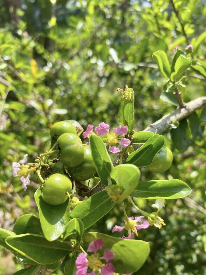 Ngôi nhà đẹp như cổ tích trên đồi ở Lâm Đồng khiến ai cũng muốn bỏ phố về quê - Ảnh 32.