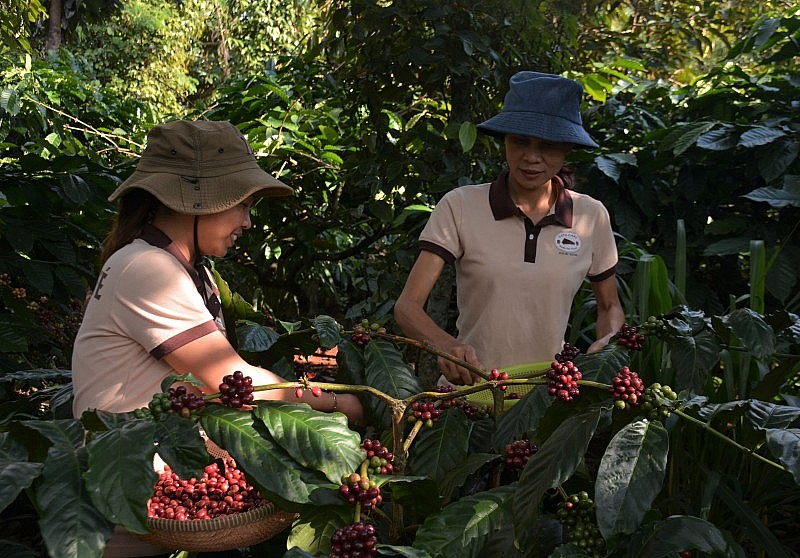 Khối lượng xuất khẩu cà phê giảm nhưng kim ngạch dự báo vẫn đạt tương đương năm 2022