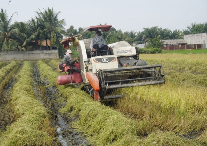 Giá lúa gạo hôm nay ngày 19/10: Nhiều loại lúa tăng mạnh 500 đồng/kg