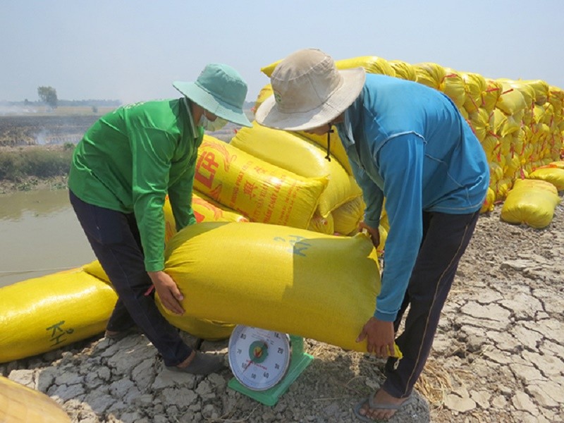 Giá lúa gạo hôm nay ngày 20/10: Tiếp đà tăng, doanh nghiệp mua nhỏ giọt