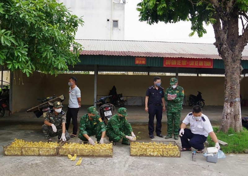 Bản tin Chống buôn lậu 23/10: Nhập lậu gia cầm gia tăng; Xử phạt kinh doanh phân bón không đủ điều  kiện