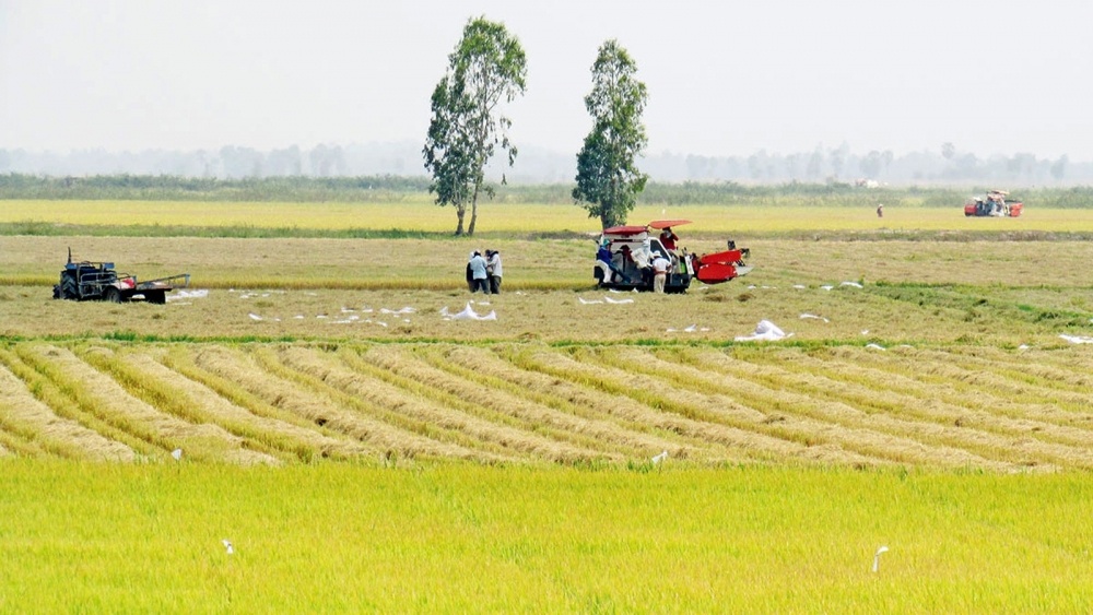 Giá lúa gạo hôm nay ngày 25/10: Giá gạo tăng trở lại