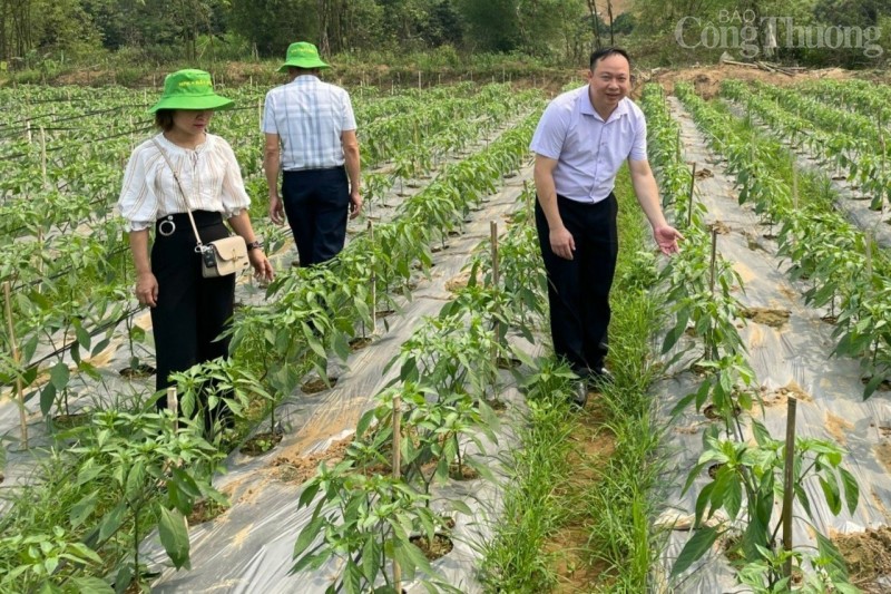 Hòa Bình: Mô hình khởi nghiệp, tạo việc làm cho đồng bào dân tộc thiểu số