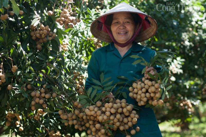 Hòa Bình: Mô hình khởi nghiệp, tạo việc làm cho đồng bào dân tộc thiểu số