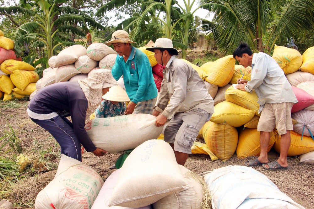 Giá lúa gạo hôm nay ngày 5/1: Nông dân chào giá lúa Đông Xuân cắt sau Tết cao