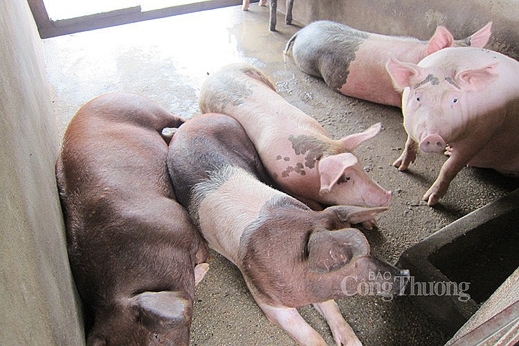 Giá heo hơi hôm nay ngày 11/3/2024: Thấp nhất 54.000 đồng/kg