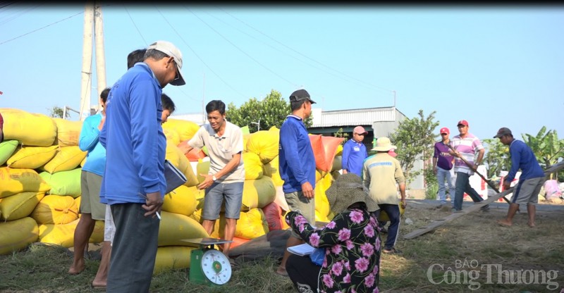 Giá lúa gạo hôm nay ngày 22/3: Đồng loạt giảm với lúa và gạo