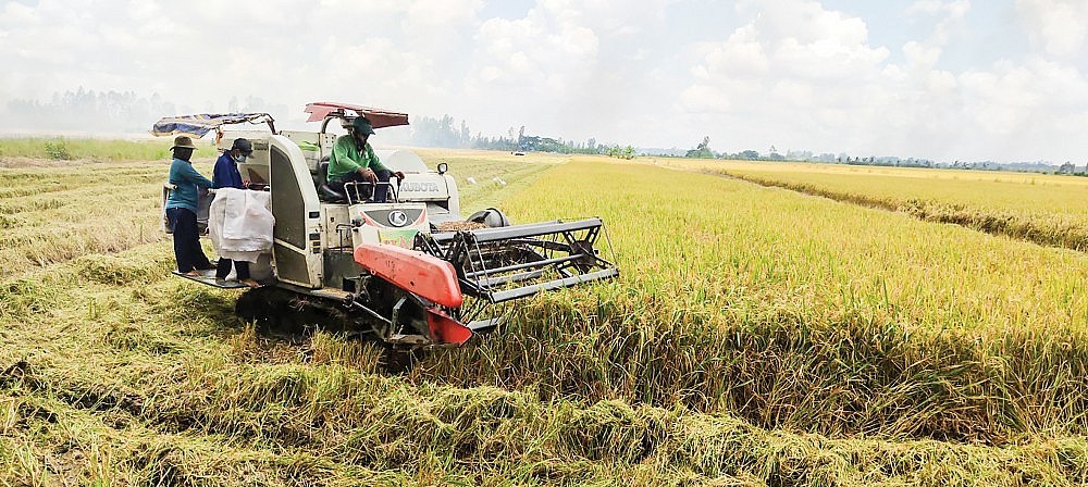 Giá lúa gạo hôm nay ngày 22/5: Giá lúa bình ổn, gạo đẹp chào giá cao