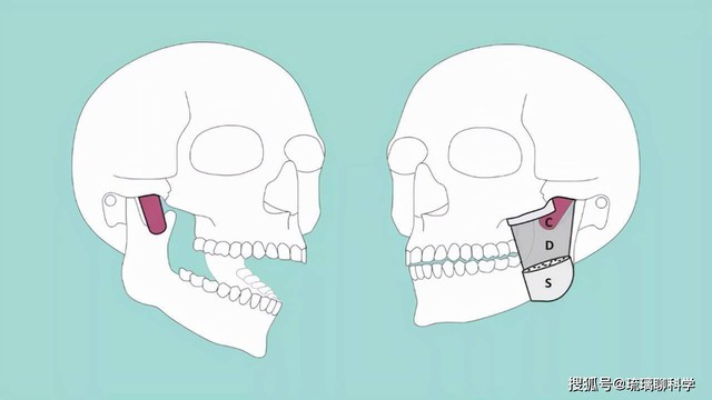 Các nhà khoa học đã phát hiện ra những bộ phận mới trên cơ thể con người: Con người quả thực vẫn đang tiến hóa!- Ảnh 4.