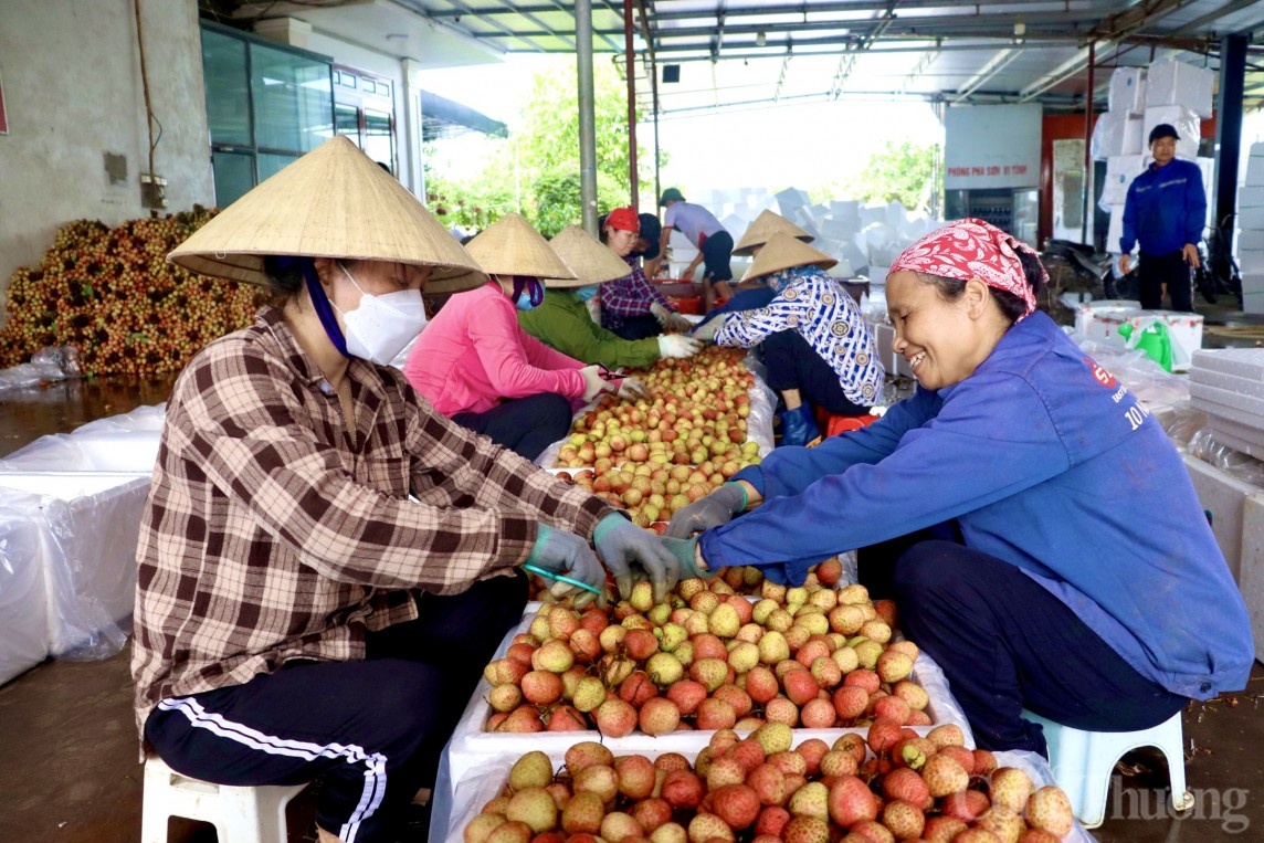 Hải Dương: Xúc tiến thương mại ''chắp cánh'' cho xuất khẩu nông sản