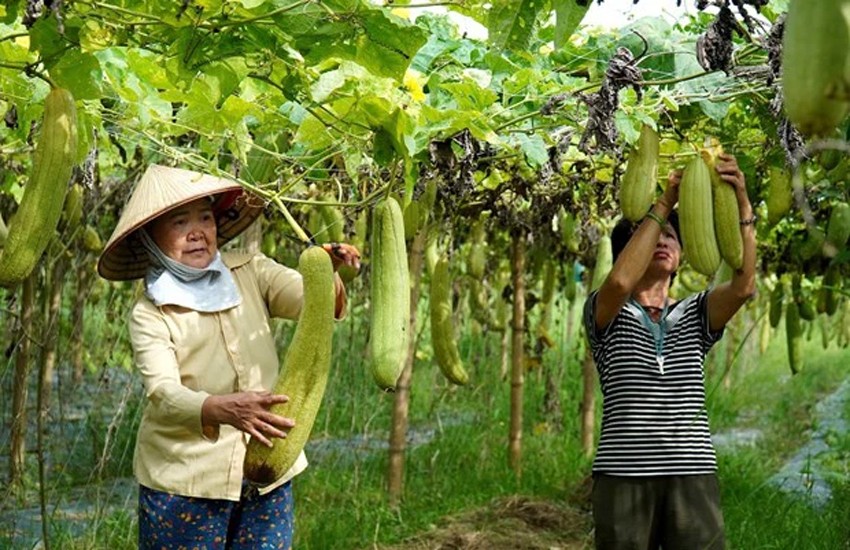 Giá nông sản hôm nay ngày 17/6/2024: Tiêu trong nước tăng mạnh;vú sữa Hoàng Kim tại vườn có giá từ 35.000-40.000 đồng/kg.