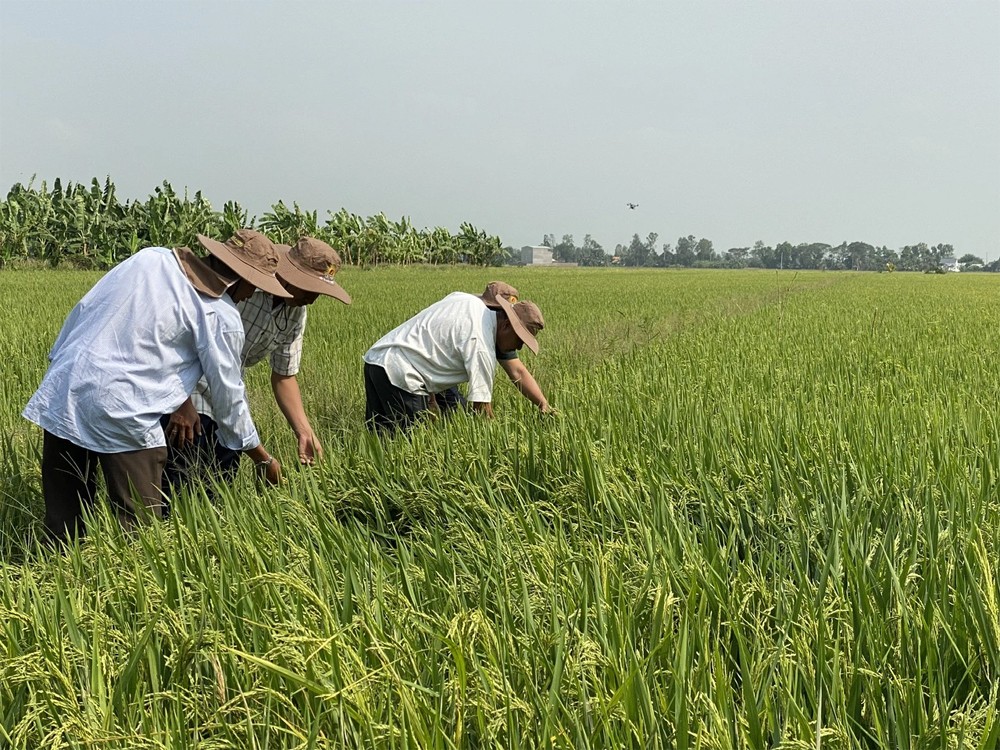 Giá lúa gạo hôm nay 19/6/2024: Giá lúa giảm 100 -200 đông/kg, giá gạo đi ngang