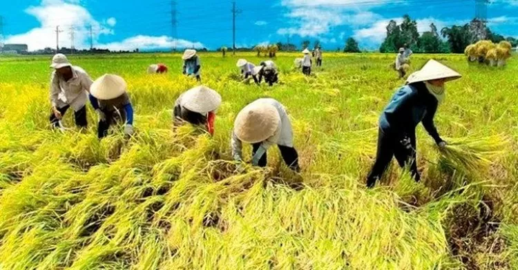 Giá lúa gạo hôm nay ngày 25/7: