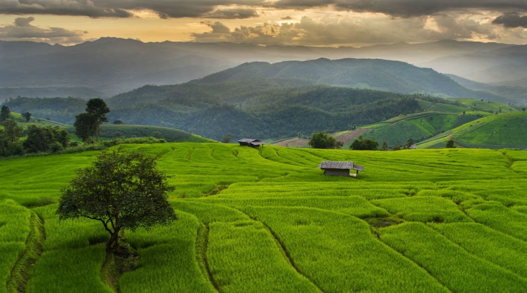 Cạnh tranh cùng một mặt hàng, Việt Nam dự tính xuất ít hơn Thái Lan, nhưng bán được giá cao hơn hẳn- Ảnh 1.