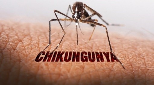 Bệnh chikungunya lây truyền sang người qua muỗi vằn (ảnh minh họa)