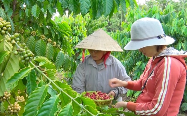 Giá nông sản hôm nay 30/8: Giá cà phê lao dốc, hồ tiêu vươn đỉnh mới