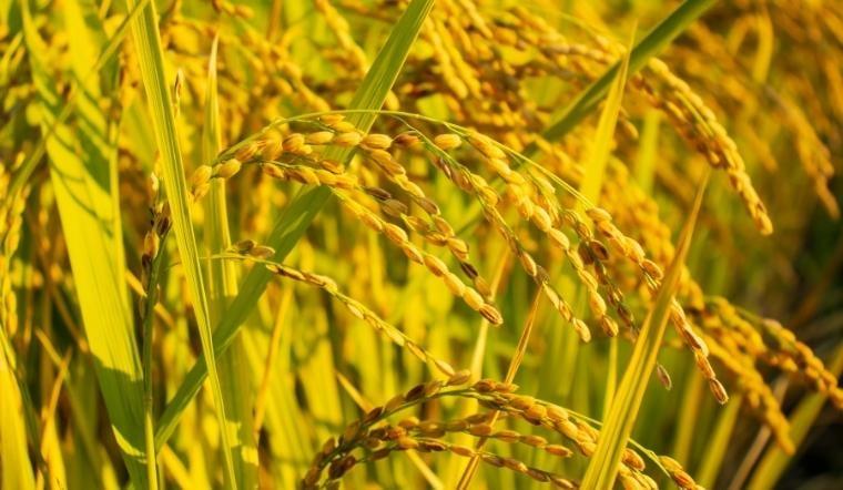 Giá lúa gạo hôm nay 1/10: ĐBSCL đồng loạt tăng