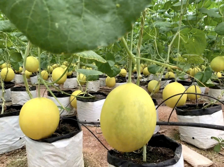 Vườn dưa cho thu nhập tiền tỷ của gia đình ông Công.