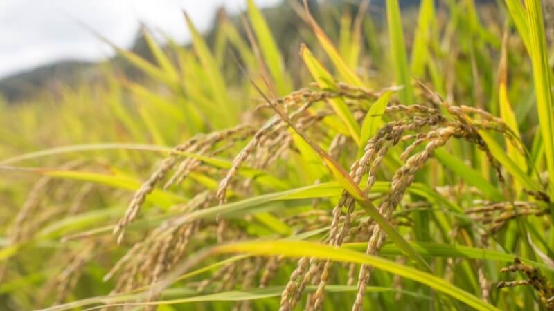 Giá lúa gạo hôm nay 10/10: Thị trường ổn định, giao dịch trầm lắng