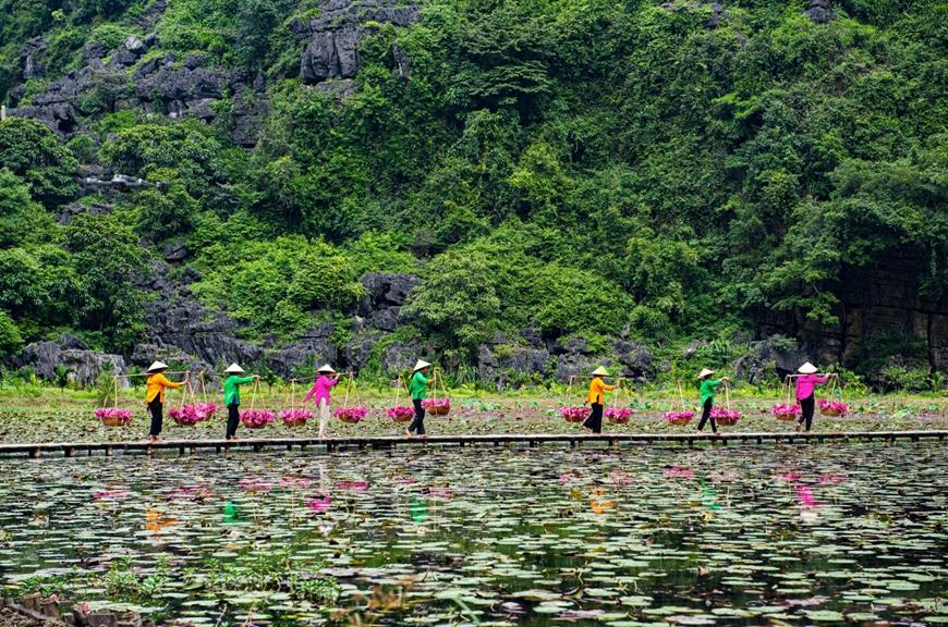 Mùa hoa súng ở Ninh Bình