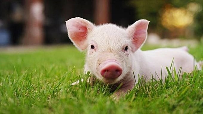 Giá heo hơi hôm nay 12.11: Giảm nhẹ tại nhiều địa phương - ảnh 1