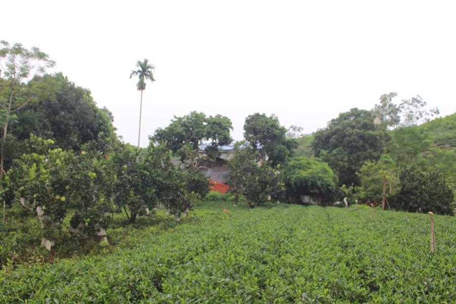 Vùng nguyên liệu an toàn của HTX chè Thái Ninh. img-7278.jpg