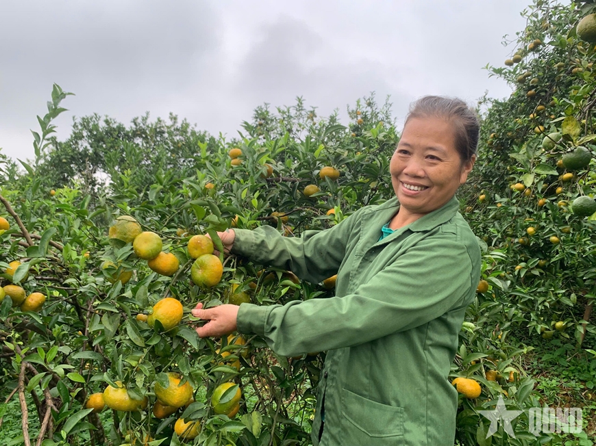Cam sen-trái ngọt trên đất rừng Văn Chấn (Lào Cai)
