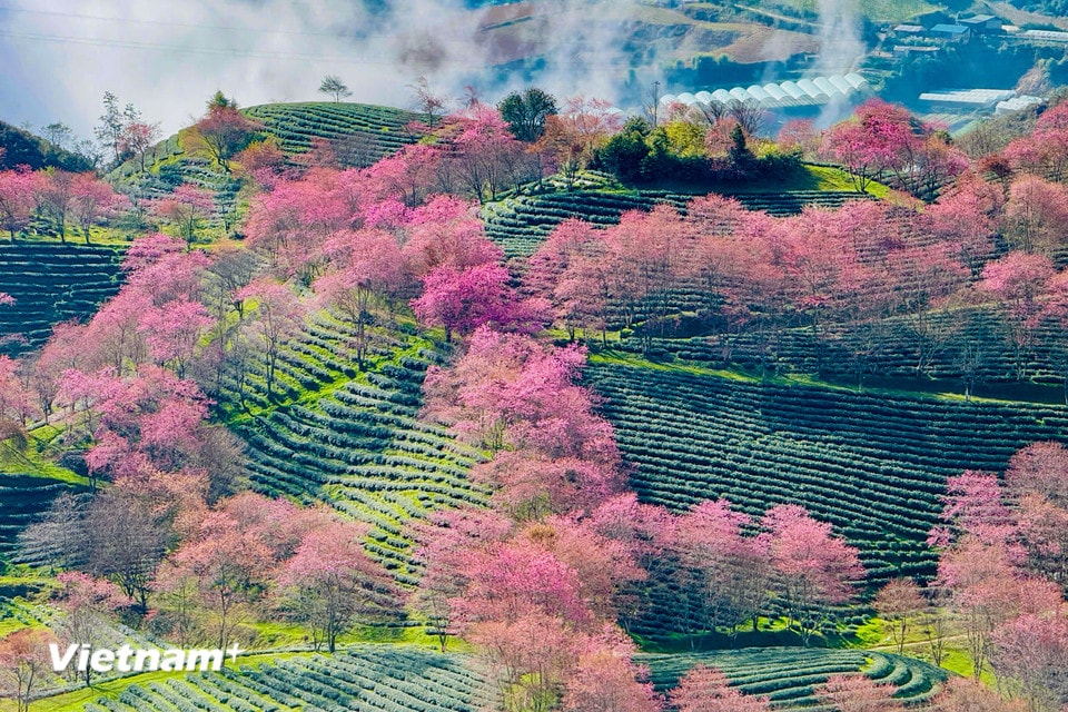 Một khung cảnh như tranh vẽ, nơi mà thiên nhiên và con người hòa quyện trong một bản tình ca của đất trời. (Ảnh: Trần Hương Sơn/Vietnam+)