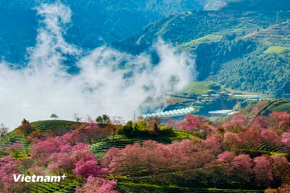 Mai anh đào ở Sapa có thân cao, dáng thẳng, hoa màu hồng đậm và thường chỉ 5 cánh. (Ảnh: Trần Hương Sơn/Vietnam+)