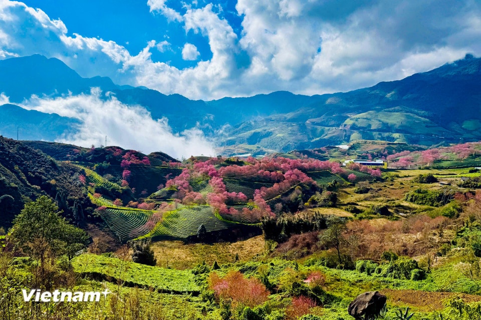Du lịch Sapa vào thời điểm này, du khách sẽ được hòa mình vào những phiên chợ tết rực rỡ sắc màu, và tận hưởng những khoảnh khắc bình yên bên những cây đào đang độ nở rộ nhất. (Ảnh: Trần Hương Sơn/Vietnam+)