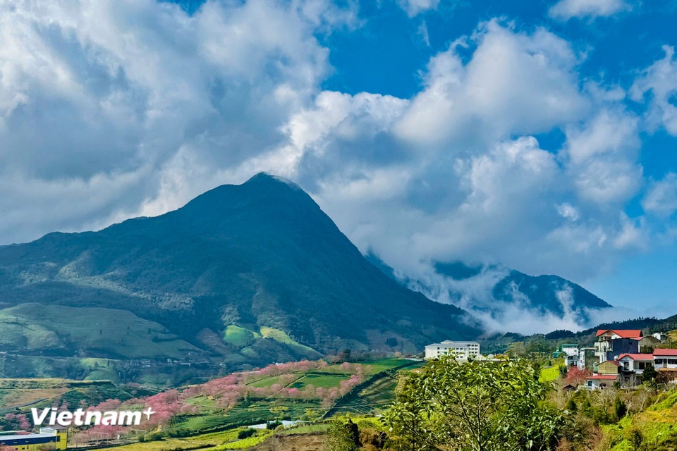 Xen giữa những vạt chè xanh và vài nếp nhà thấp thoáng. (Ảnh: Trần Hương Sơn/Vietnam+)