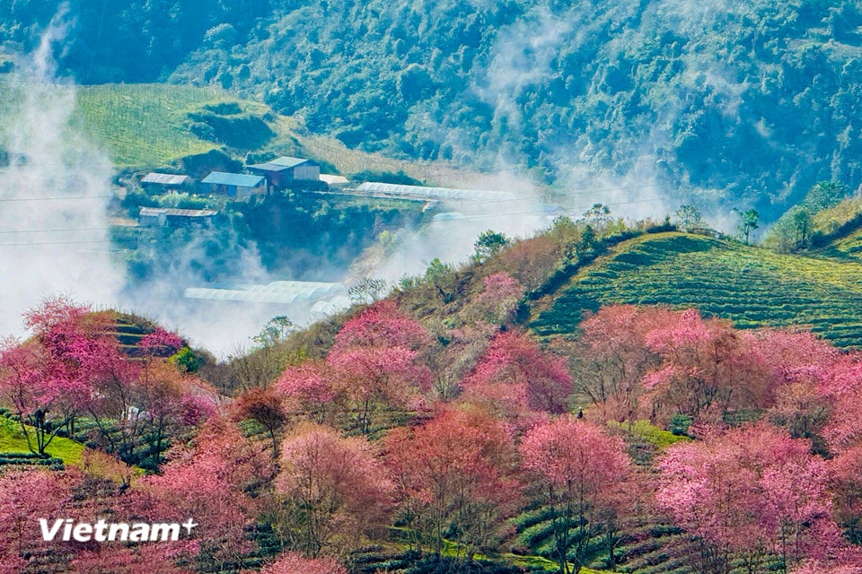Màu hồng, xanh cây rừng hòa vào nhau, làm khung cảnh thêm mềm mại và thơ mộng hơn. (Ảnh: Trần Hương Sơn/Vietnam+)