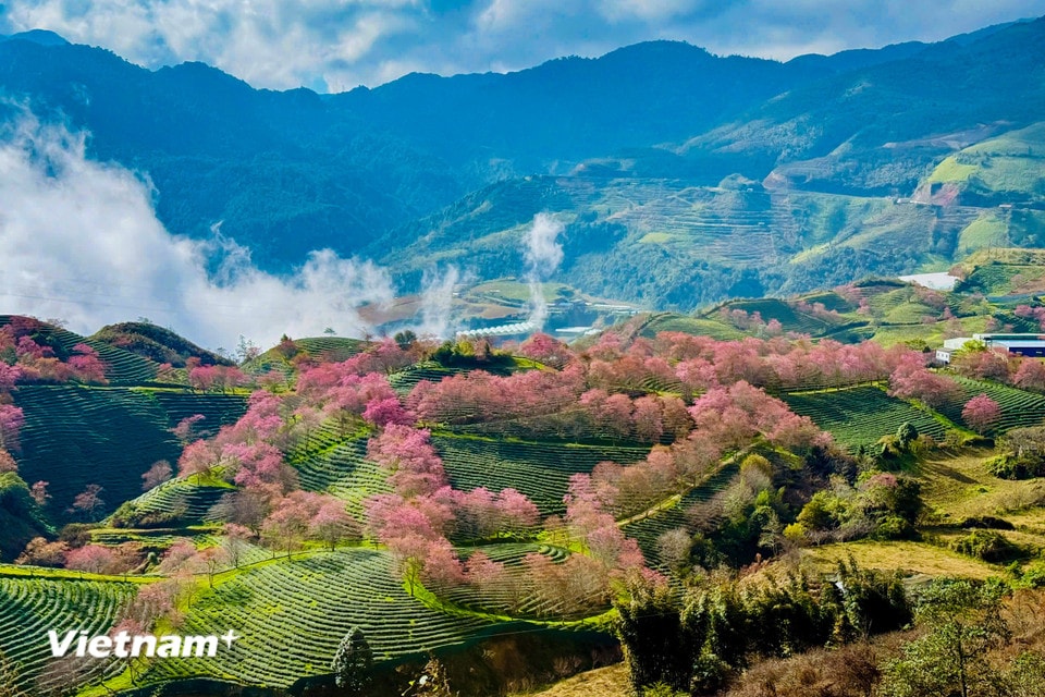 Không giống như hoa đào ở các vùng miền khác. (Ảnh: Trần Hương Sơn/Vietnam+)